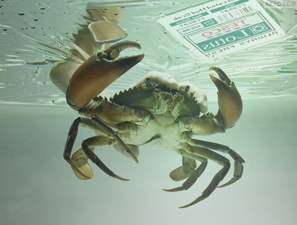 tesco lotus乐购超市广告:海鲜篇---创意策划--平